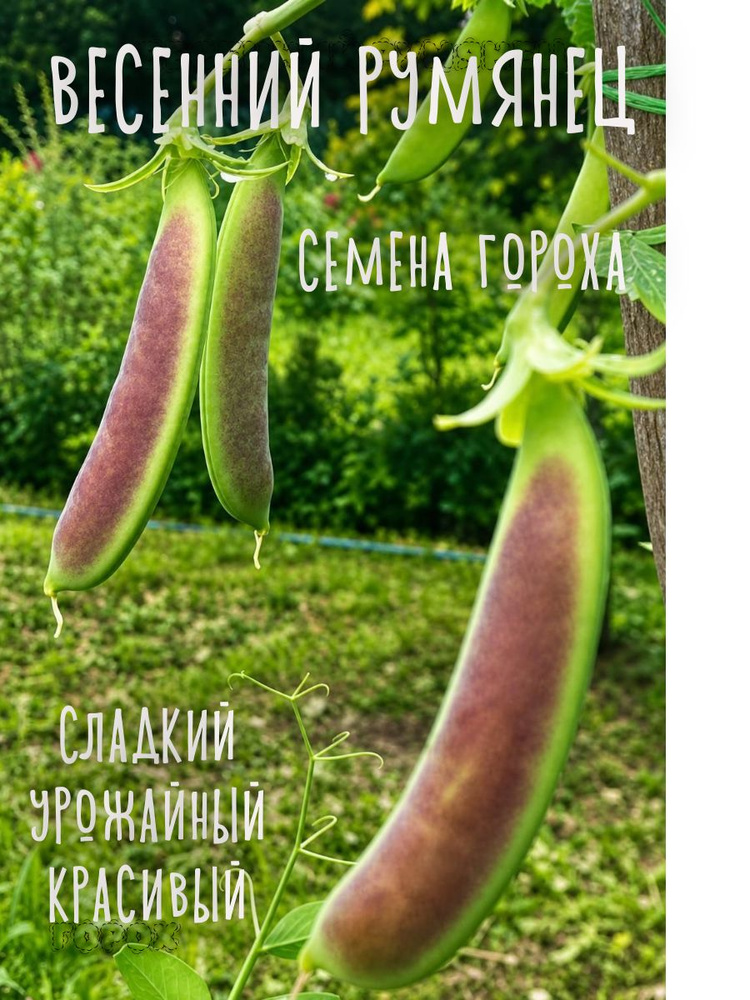 Семена #1