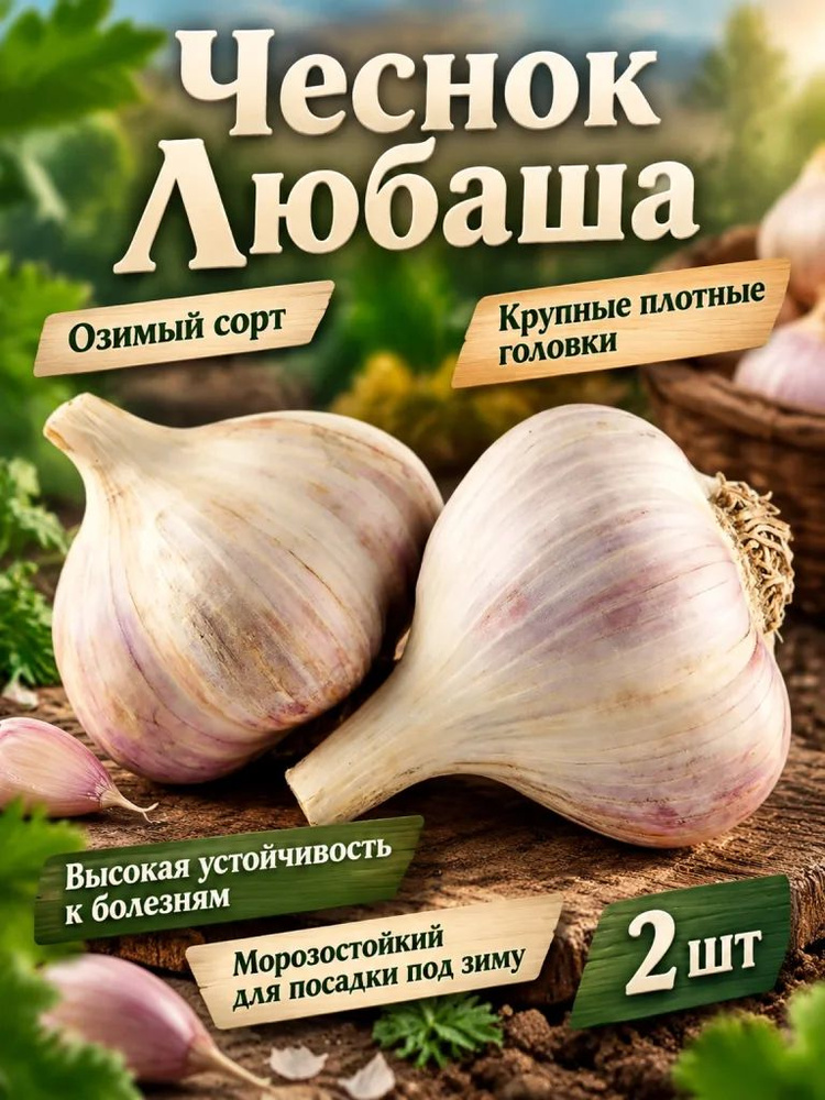 Семена ,2шт #1