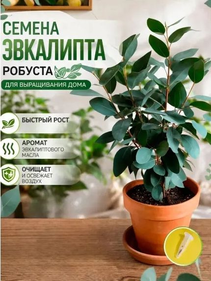 Семена #1