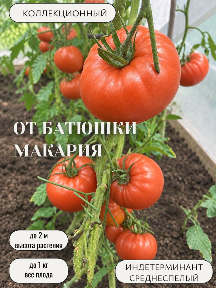 Семена #1