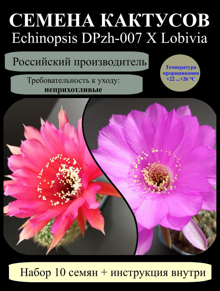 Семена_кактусов Эхинопсис гибридный DPzh-007 X Lobivia, кактус для дома #1