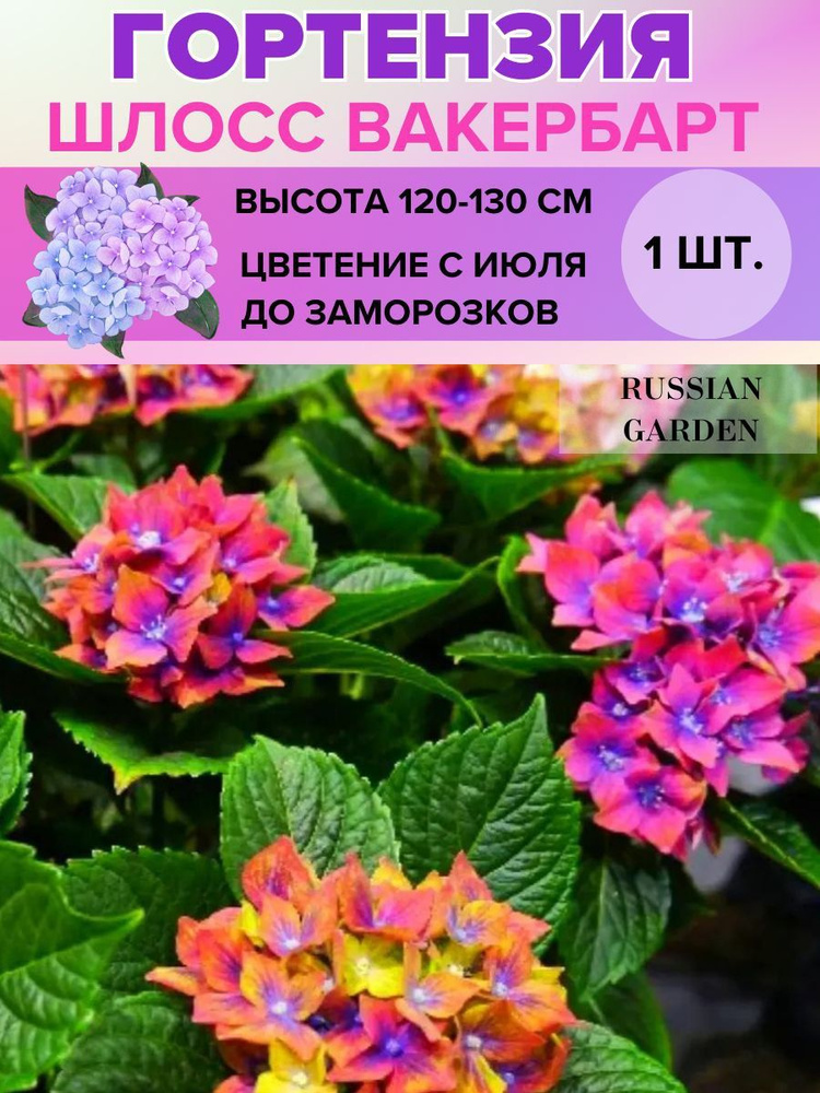 Russian Garden Клубни,0.3кг #1