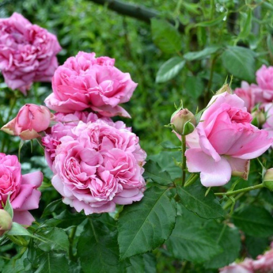 Роза Помпадур Дельбар - купить с доставкой по выгодным ценам в интернет ...