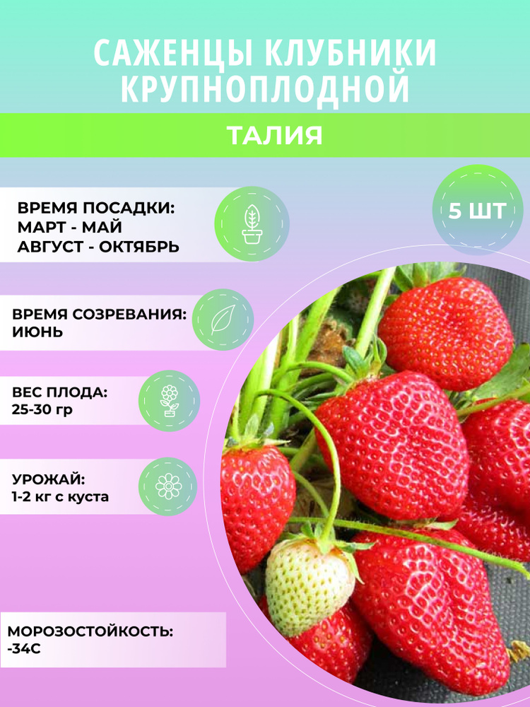 Клубника Талия саженцы, крупноплодная и ремонтантная, ягодные кусты 5 шт  #1