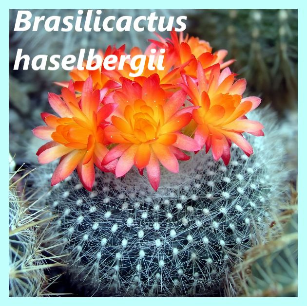 Семена кактуса Бразиликактус - Brasilicactus haselbergii (10 шт.) #1