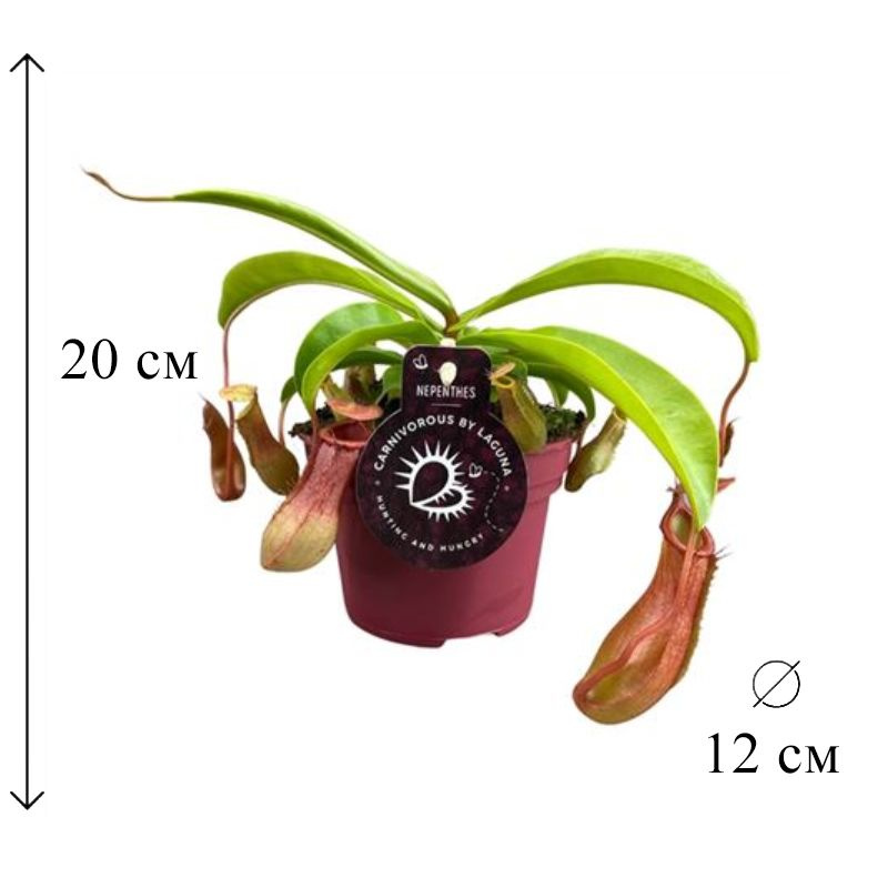 Непентес Алата D-12 см #1
