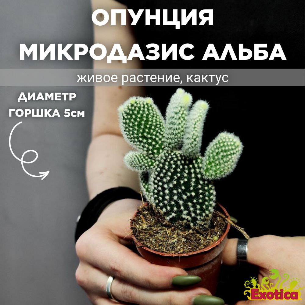 Опунция Микродазис, или Мелковолосистая Альба (Opuntia Microdasys Alba) D5см  #1