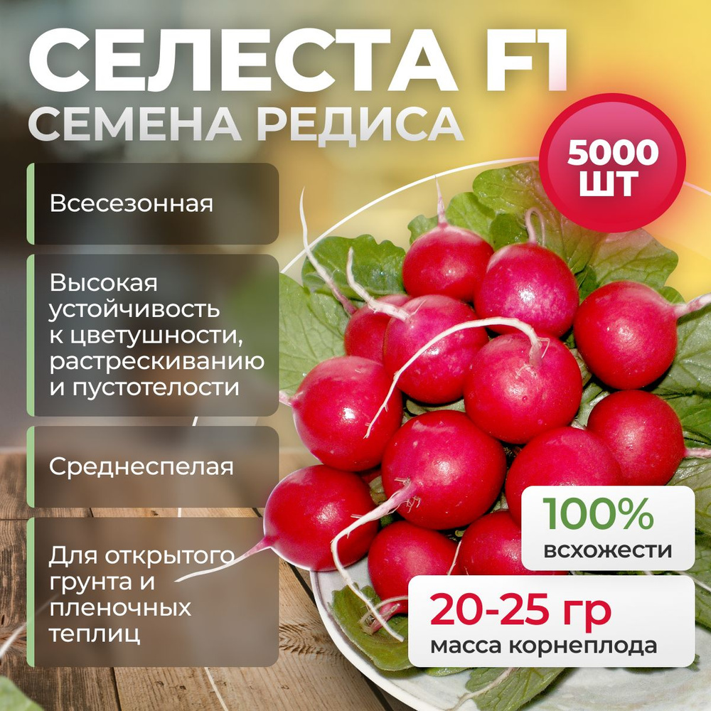 Селеста F1 семена редиса, 5000 шт. (Enza Zaden / ALEXAGRO). Высокоурожайный гибрид для открытого грунта #1