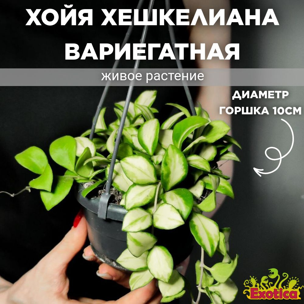 Хойя Хешкелиана Вариегатная (Hoya Heuschkeliana Variagata) D10см #1