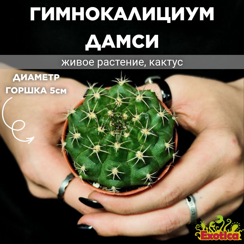 Кактус Гимнокалициум Дамси (Gymnocalycium Damsii) D5см #1