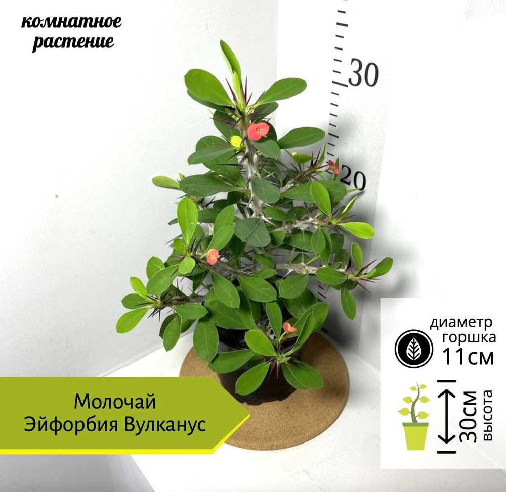 Молочай (Эуфорбия) Вулканус, D11см H30см, 1шт, Россия #1