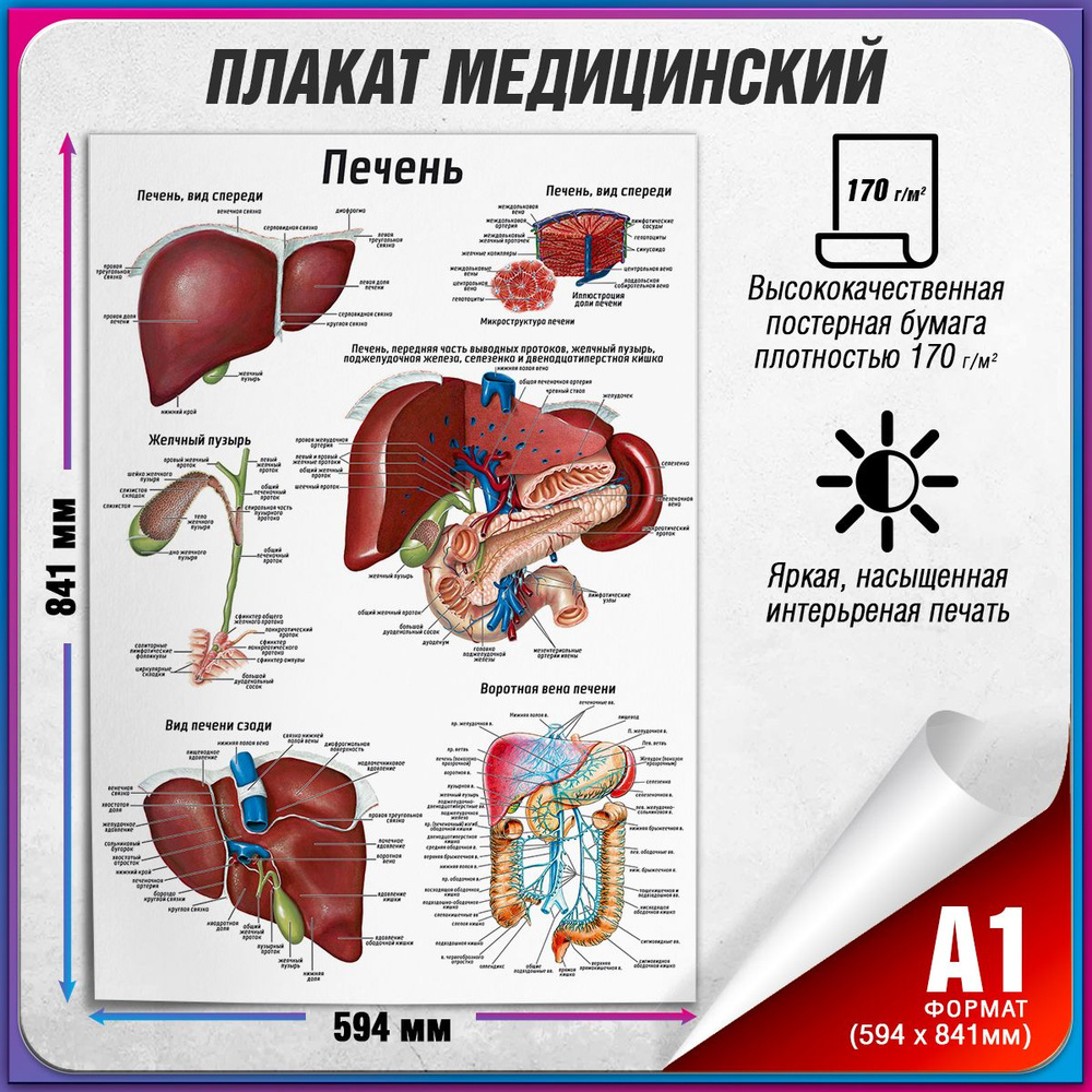 Информационный медицинский плакат "Печень" / А-1 (60x84 см.) #1