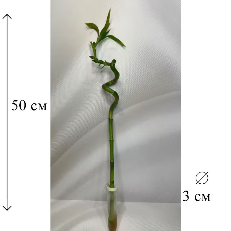 Драцена Лакки Бамбук (спираль) 3/50 CF #1