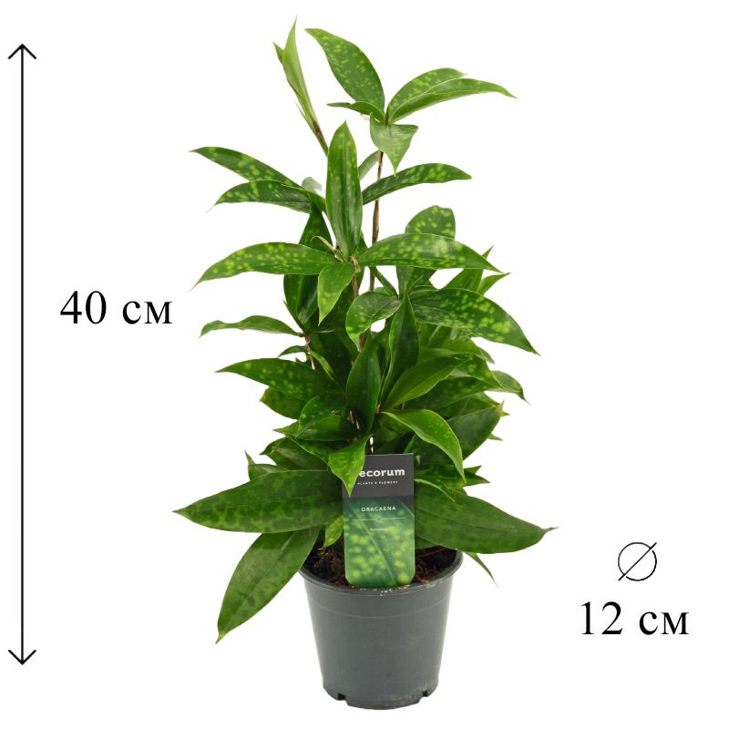Драцена Суркулоза 12/40 CF #1