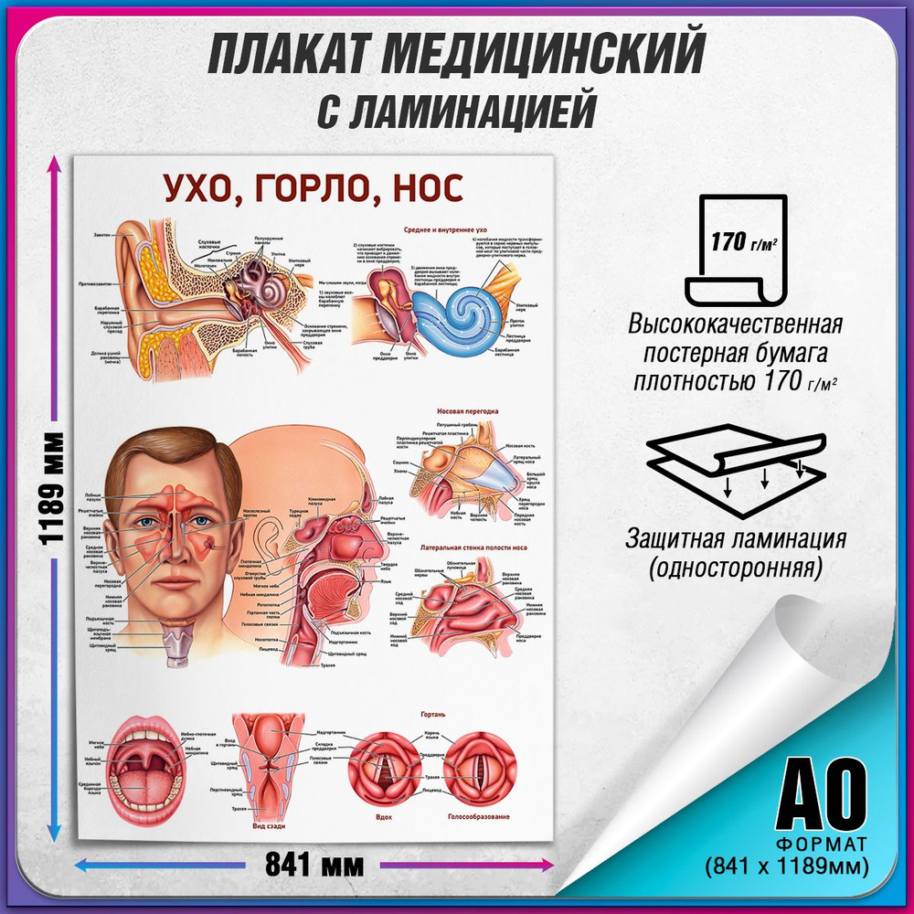 Информационный плакат "Ухо, горло, нос", А-0 / Обучающий медицинский постер ламинированный 84x119 см. #1