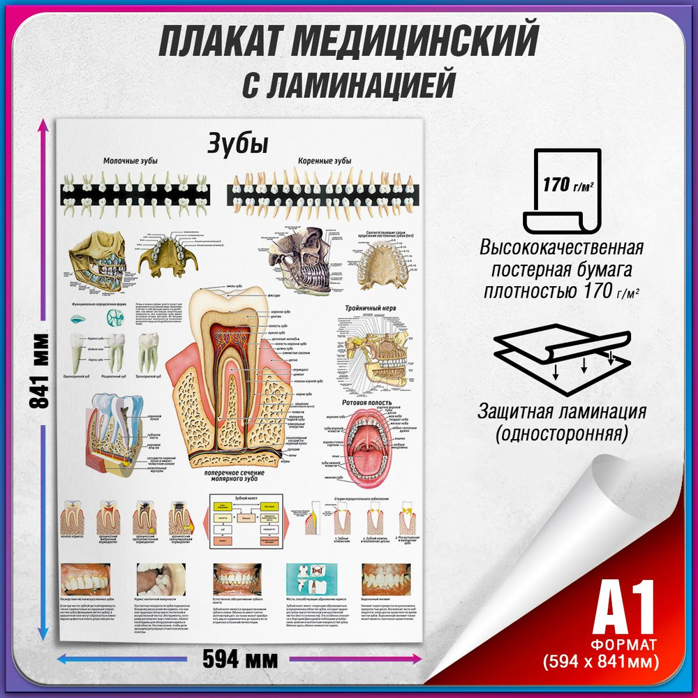 Информационный медицинский плакат "Зубы: строение, расположение" / ламинированный / А-1 (60x84 см.)  #1