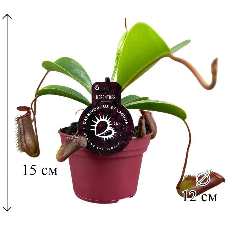 Непентес Ловии 12/15 см #1