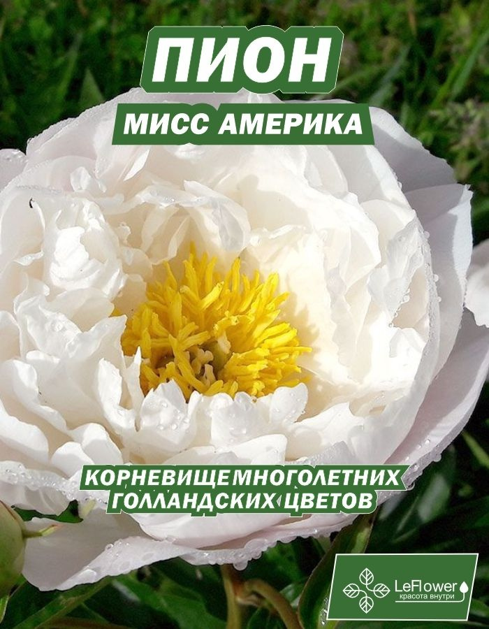 Пион Корневище, Мисс Америка #1