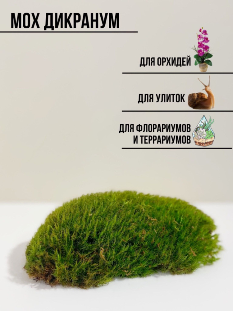Мох дикранум #1