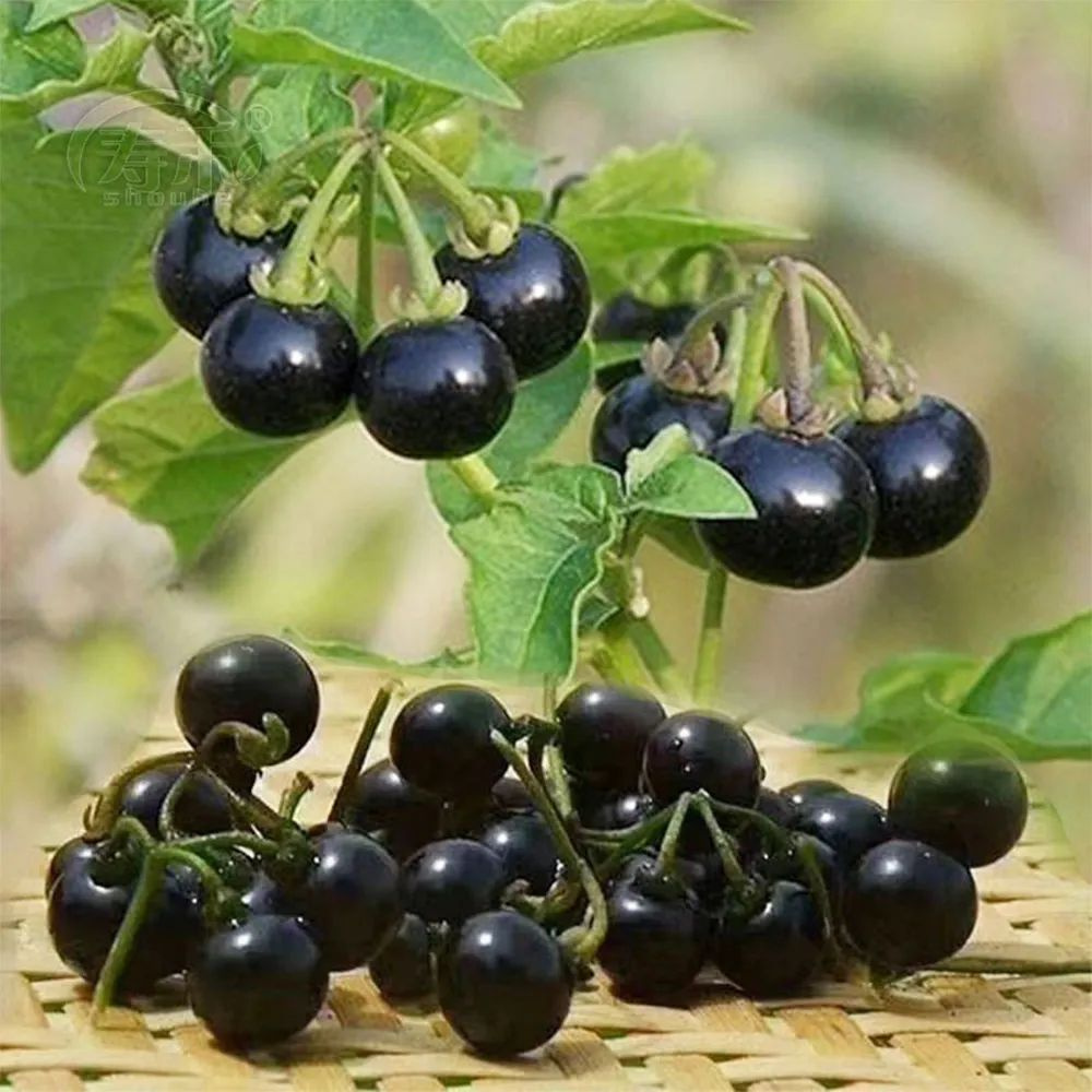 Паслён чёрный (Solanum nigrum) BELLFARM, 200 семян в упаковке #1