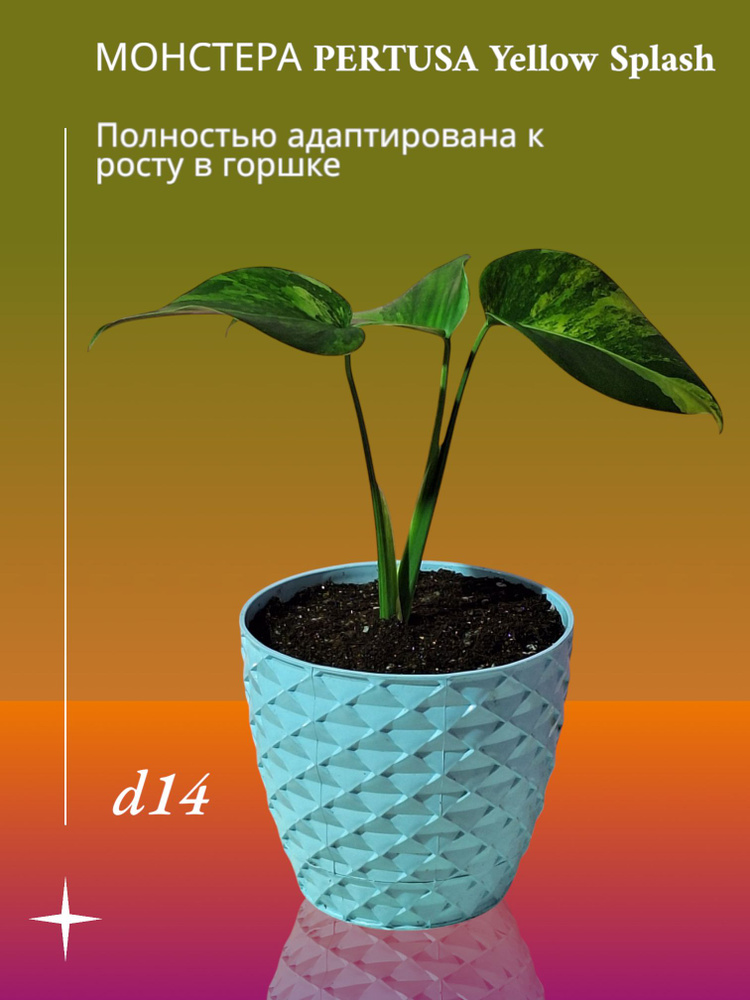 Монстера Pertusa Еллоу Сплэш Monstera Yellow Splash вариегатная