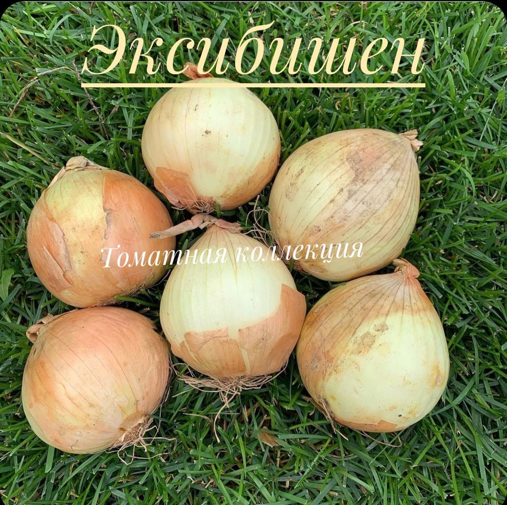 Эксибишен лук #1