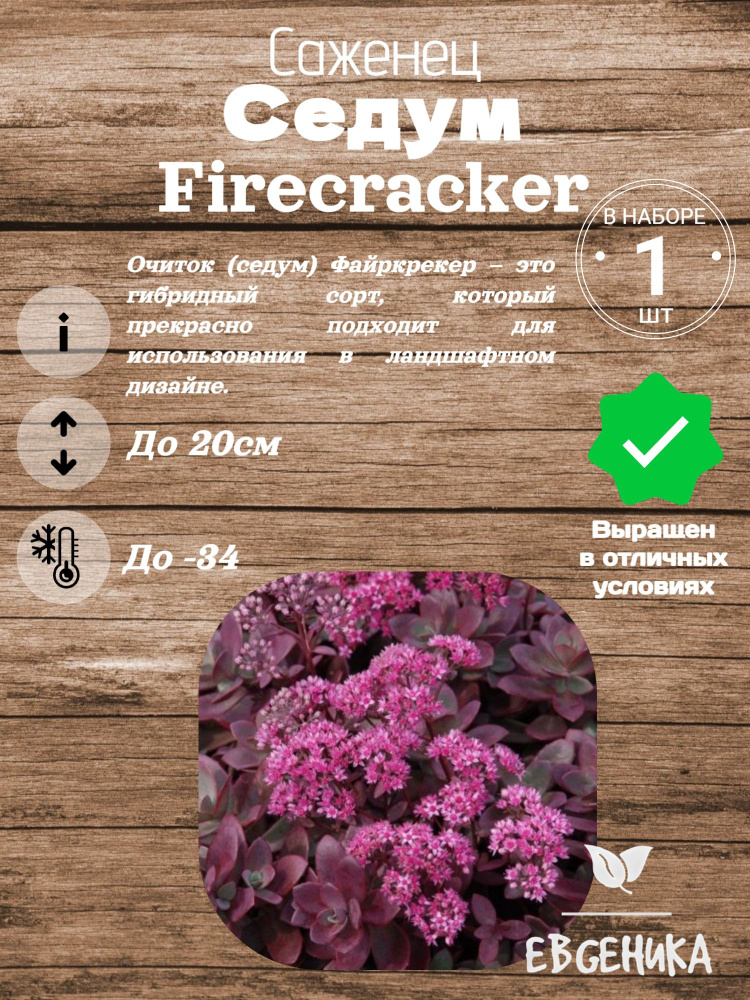 Седум Firecracker #1