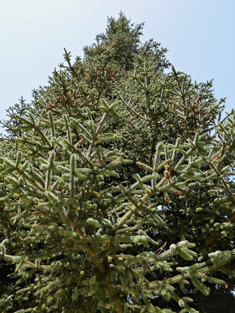 Семена Пихта Испанская (Abies pinsapo), 10 штук #1