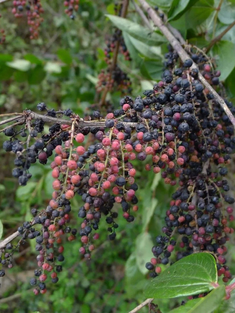 Семена Кориария Непальская (Coriaria nepalensis), 10 штук #1