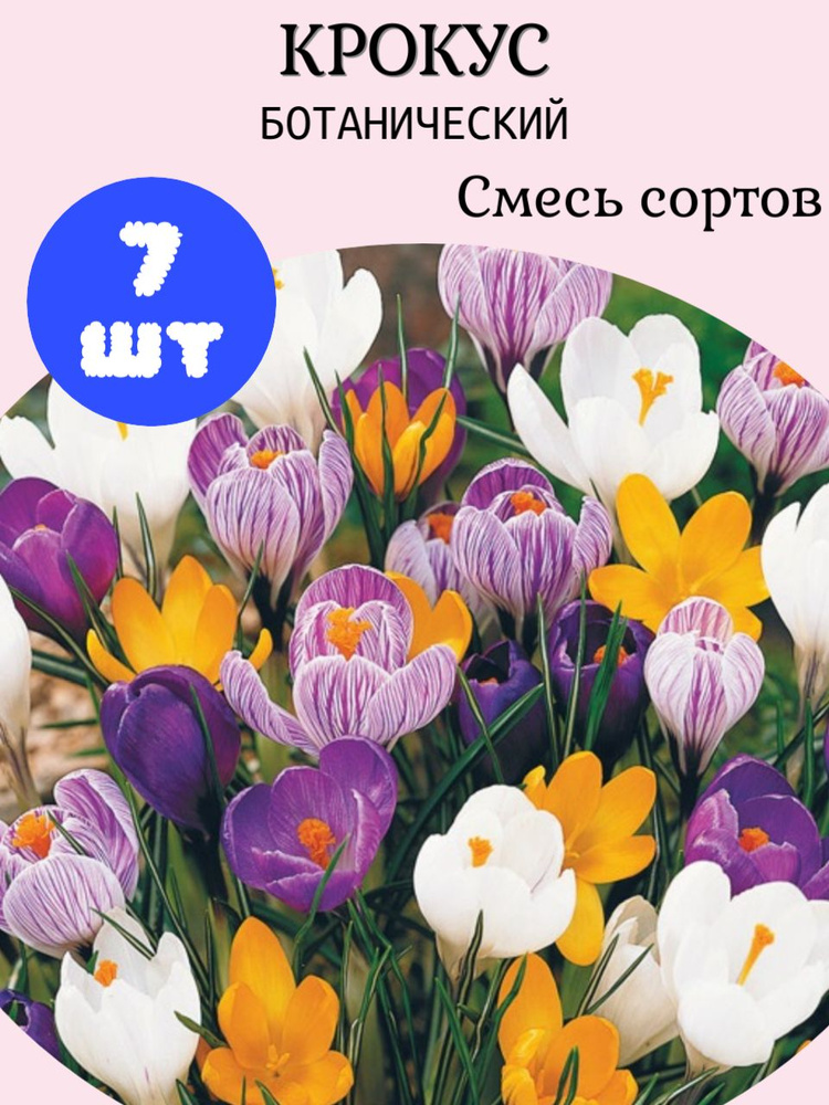 Крокус ботанический Cмесь окрасок, 7шт #1
