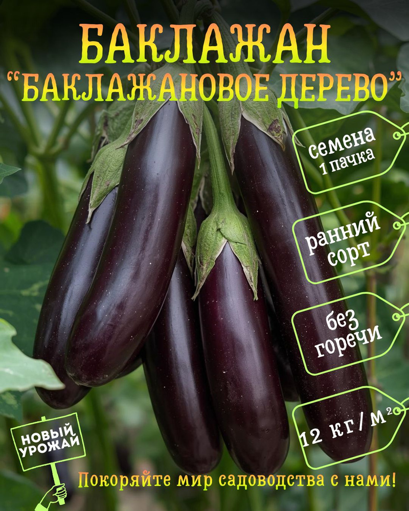Баклажановое дерево, семена, 1 пачка #1