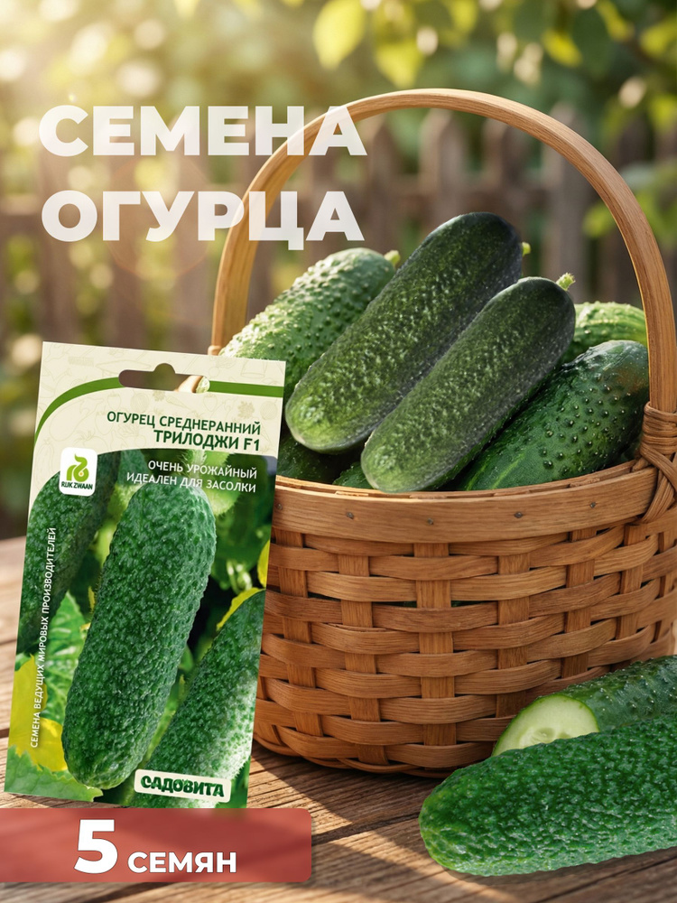 Семена огурца Трилоджи F1 - 5 семян, самоопыляемые, раннеспелые. Для теплиц, открытого грунта, балкона #1