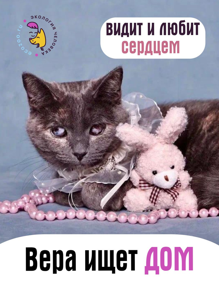Помочь Верочке найти дом #1
