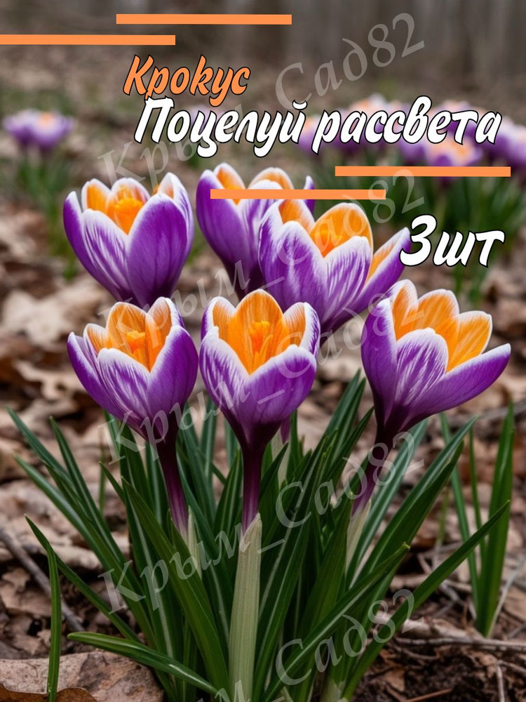 Луковицы Крокус #1