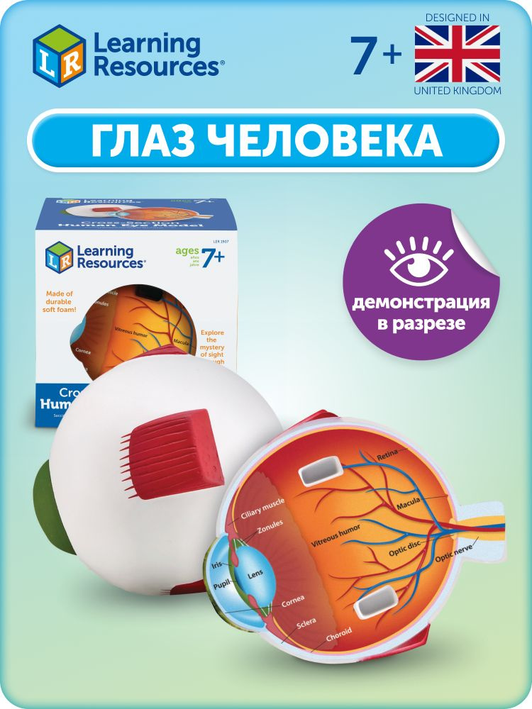 Развивающая игрушка Learning Resources "Глаз человека модель в разрезе". Демонстрационный набор для знакомства #1