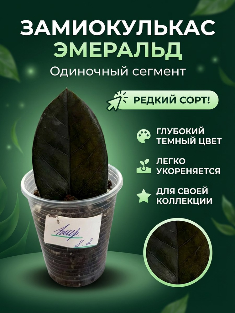 Замиокулькас эмеральд. #1