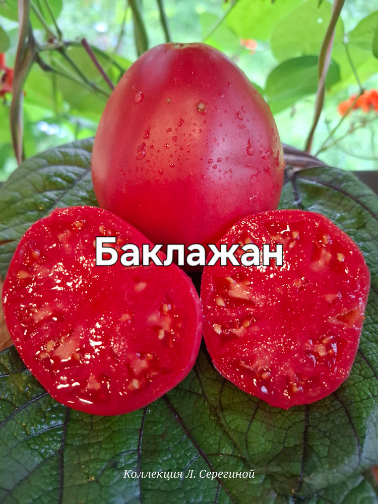 Баклажан #1