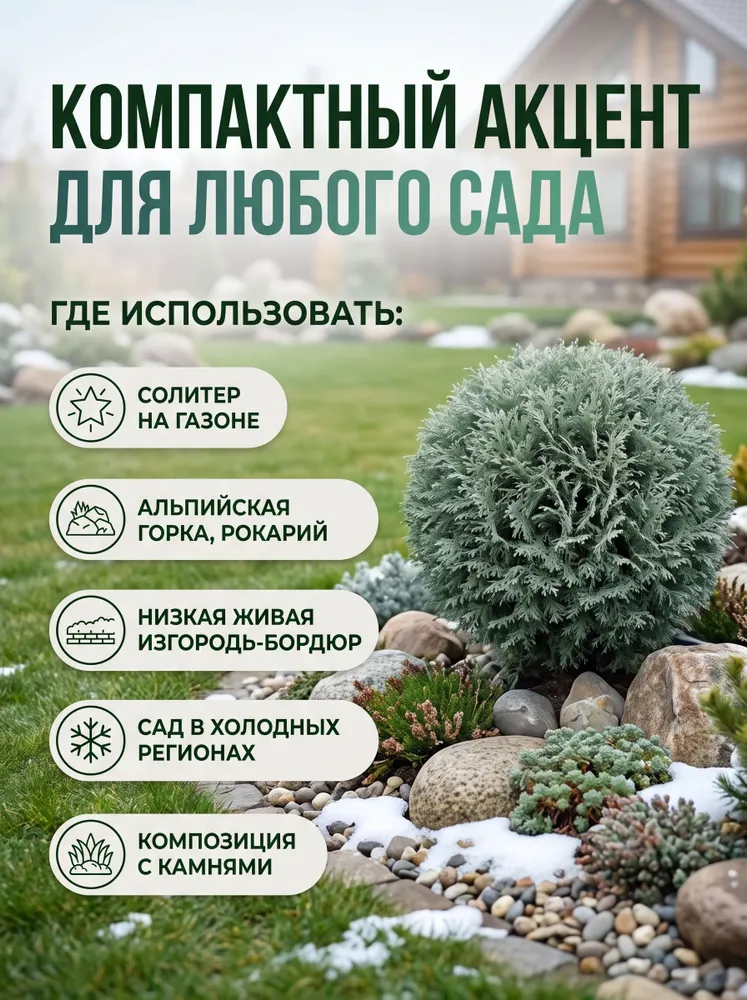 Саженец Туя западная Боулинг Болл, карликовая шаровидная, 1 саженец в горшке С3 (3л), (30 35 см) морозостойкая, 3 л, фото 4
