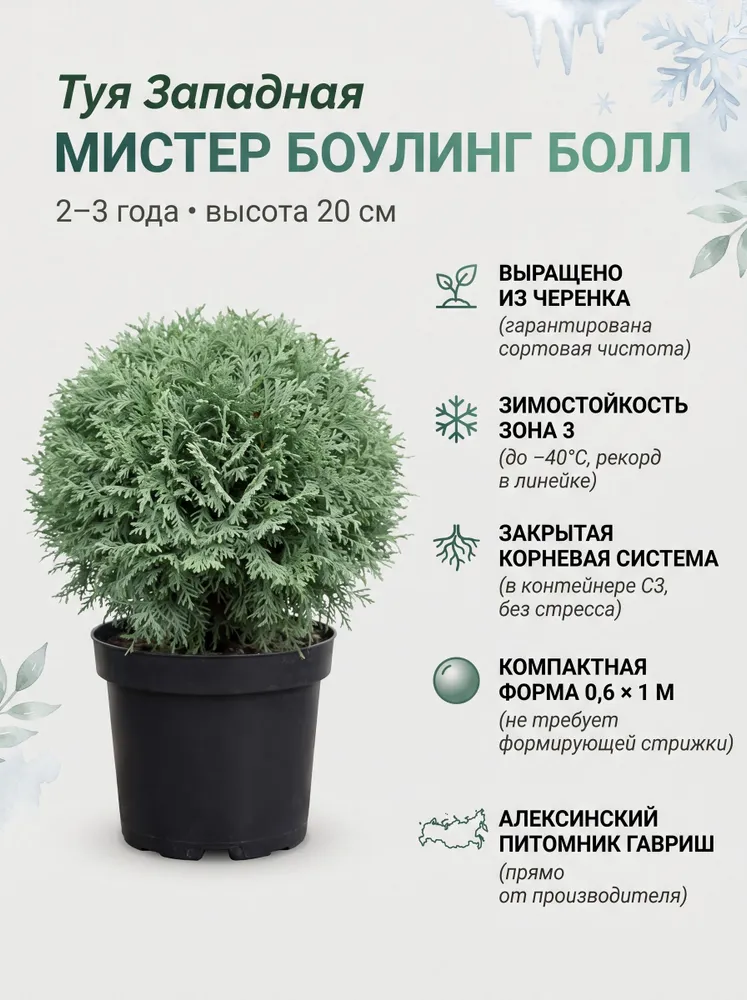 Саженец Туя западная Боулинг Болл, карликовая шаровидная, 1 саженец в горшке С3 (3л), (30 35 см) морозостойкая, 3 л, фото 3