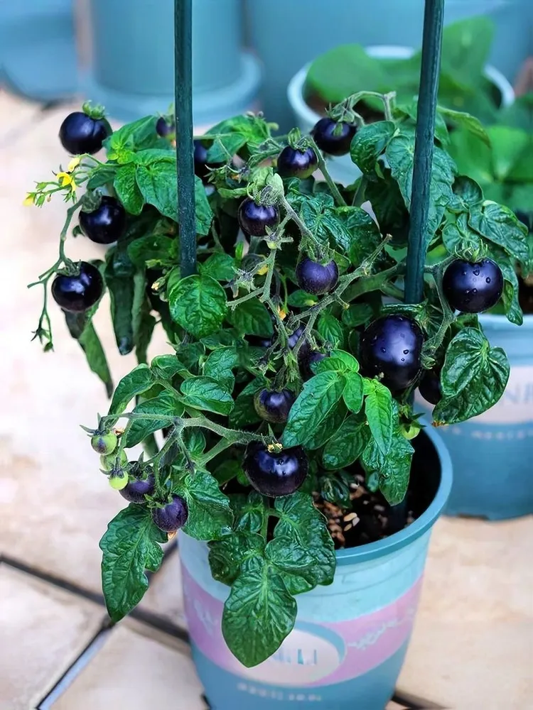 Томат F1 Патио Блэк 10 штук семян Русский огород #1