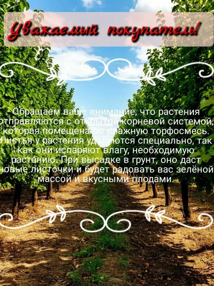 Шелковица сорт Смуглянка, вариант, фото 3