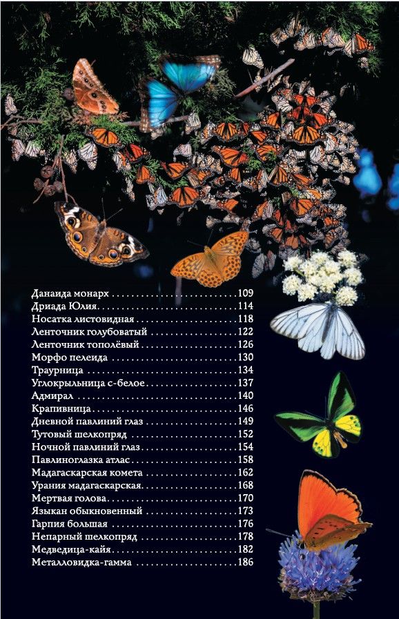 Бабочки. Иллюстрированный гид | Butterflies. Illustrated Guide - Ozon image 6