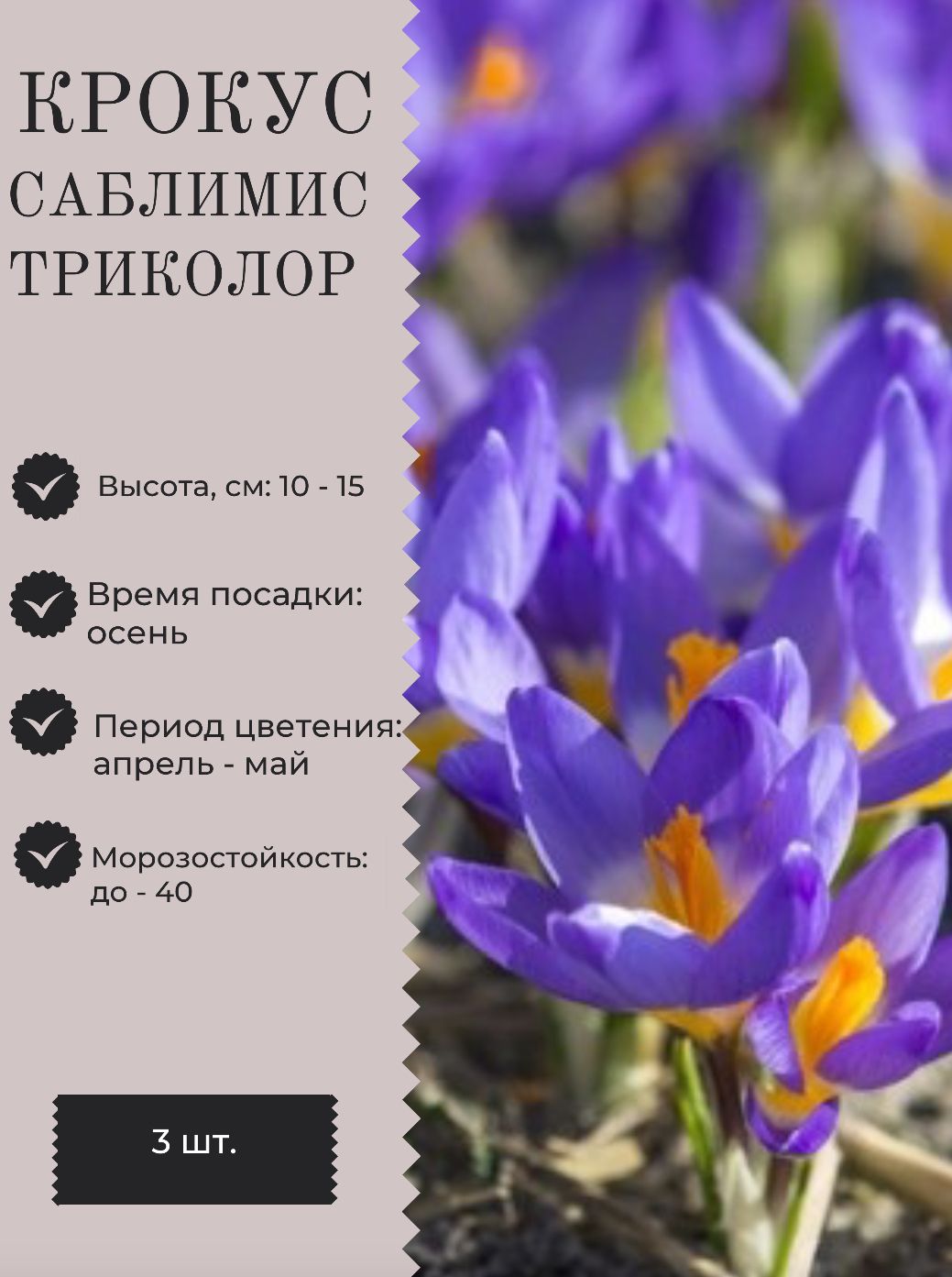 Сроки посадки крокусов