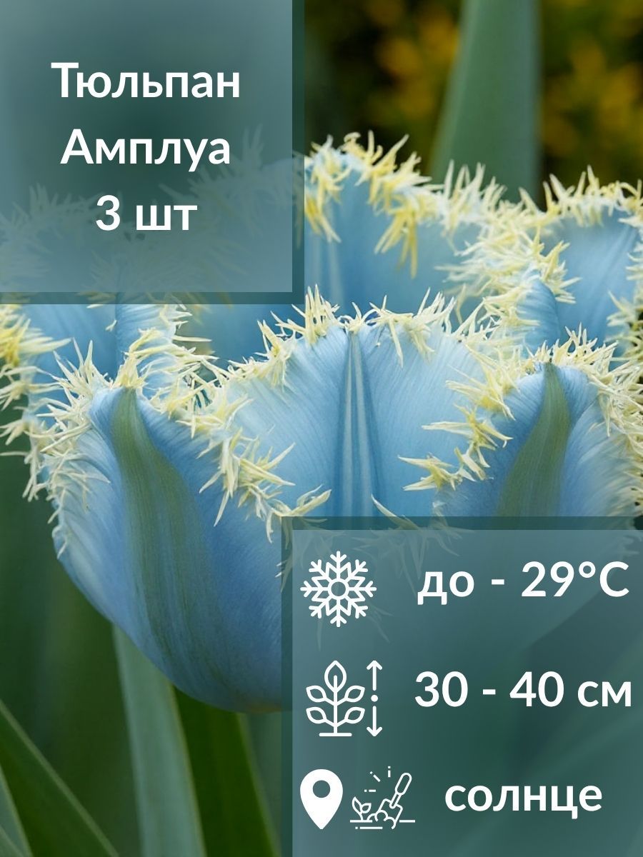 ТюльпанАмплуа,луковицы3шт