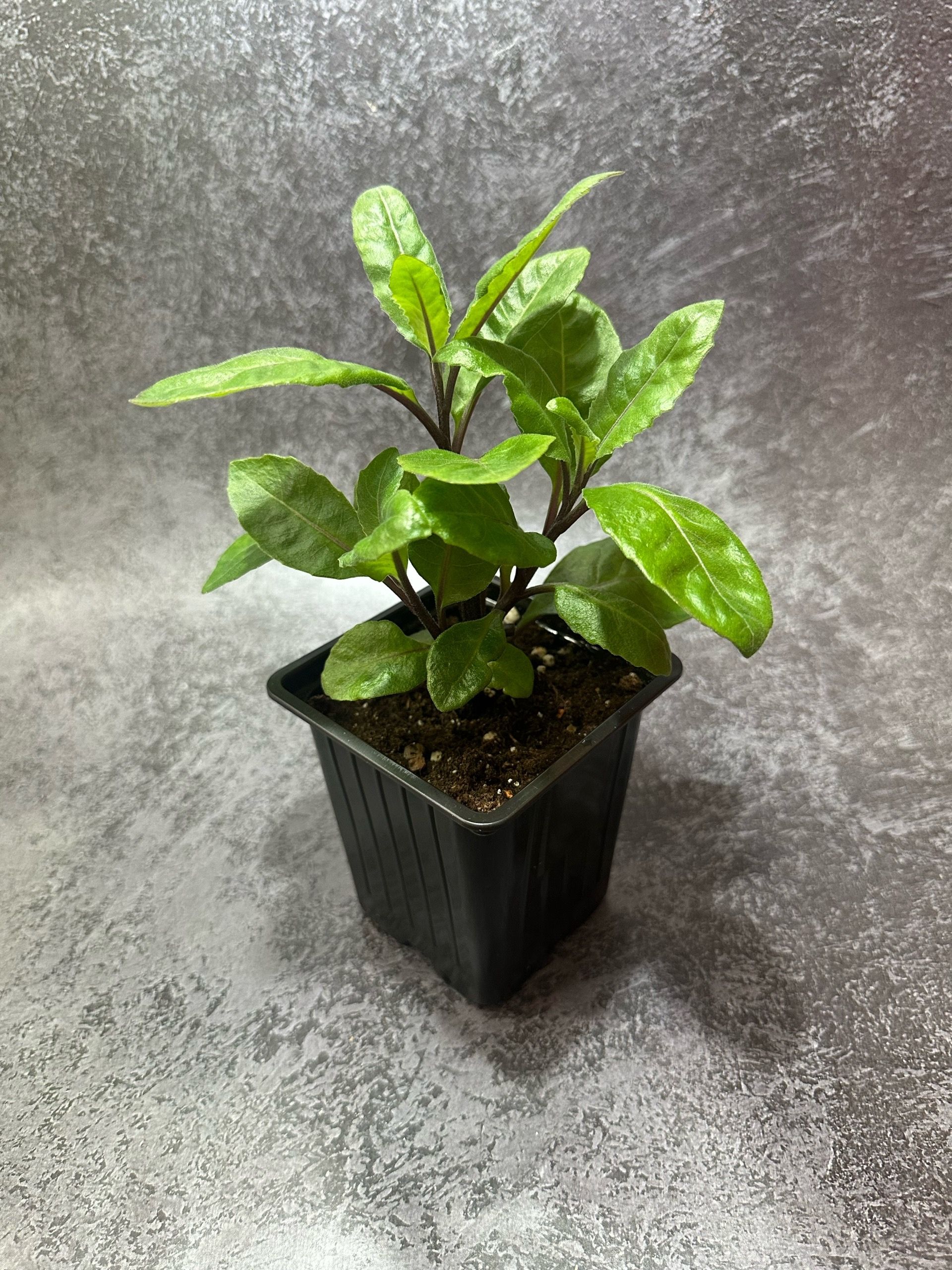 ДжинураПрокумбенс(GynuraProcumbens,"Лекарствоот100болезней"),саженецвгоршке