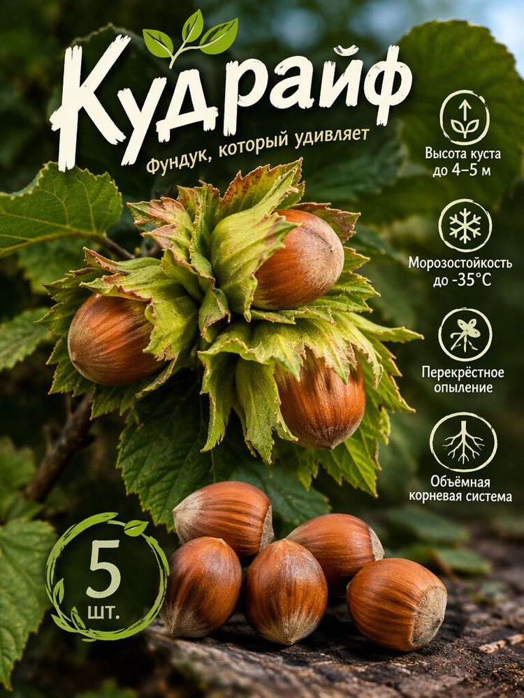 Фундук Кудрайф #1