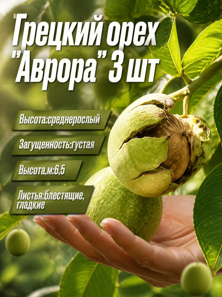 Семена ,3шт #1