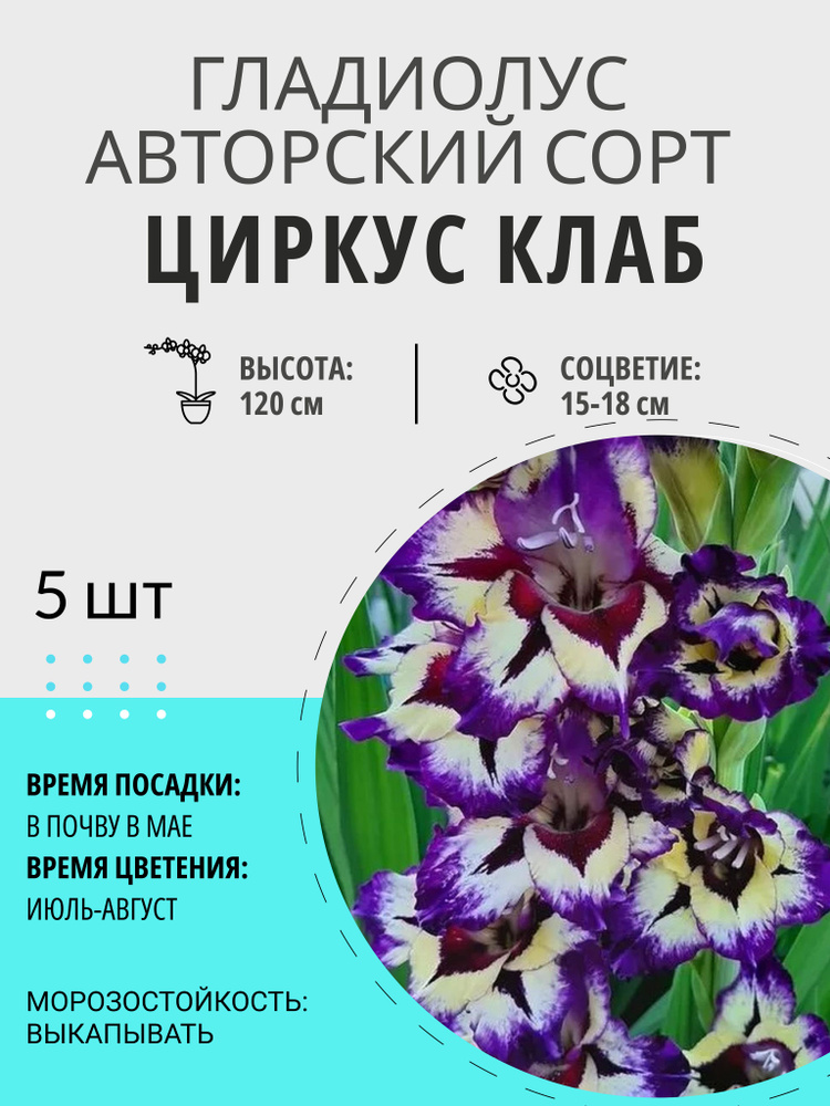 Луковицы Гладиолус купить по выгодной цене в интернет-магазине OZON ...