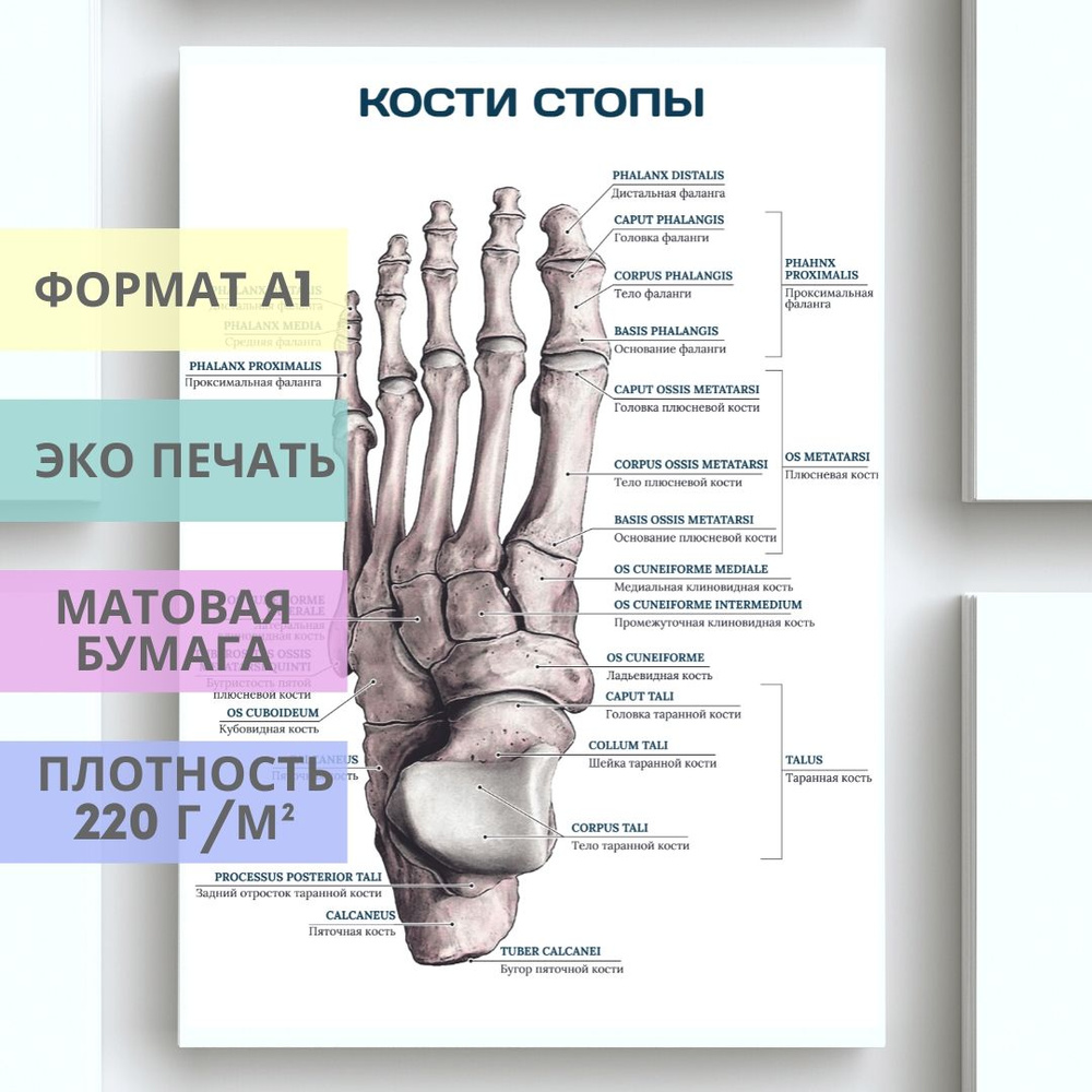 Плакат Кости стопы для кабинета педикюра и подолога #1