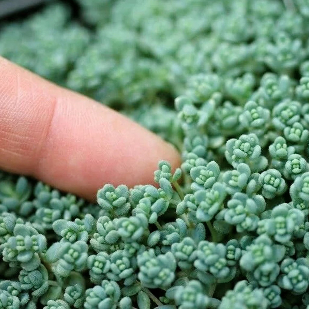 Почвопокровник Седум (очиток) Дасифиллюм - купить с доставкой по ...